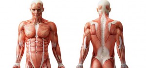 Musculos del cuerpo